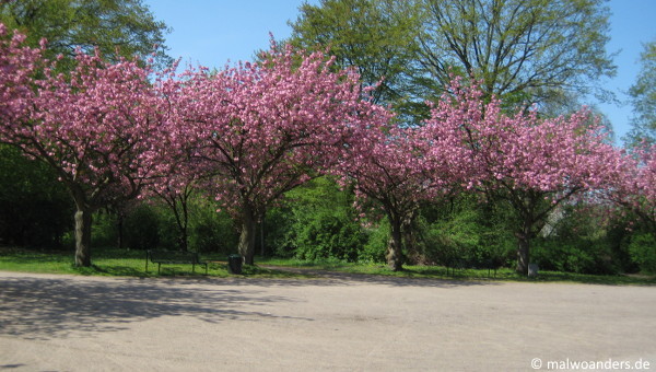 Blühende Bäume bei der Kleingarten-Kolonie Sülz