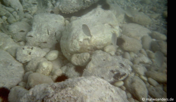 Prä-Gopro-Unterwasserfotografie