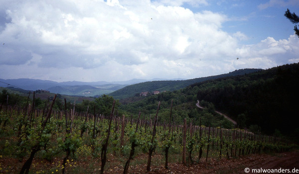 Weinberge im Chianti-Gebiet