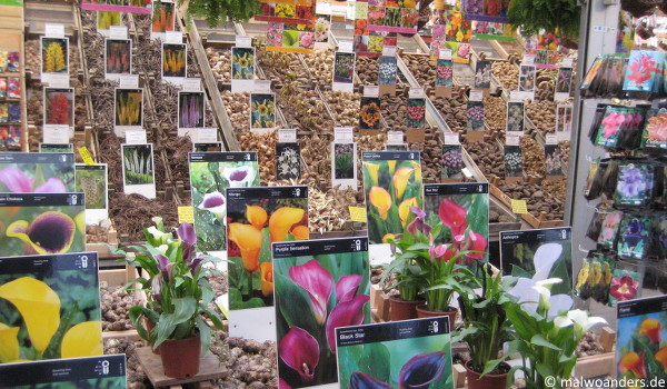 Blumenmarkt Amsterdam