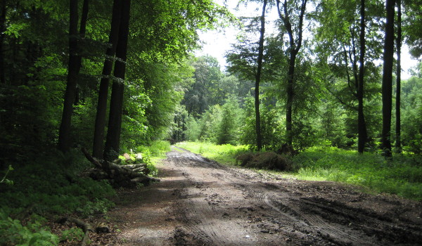 Waldweg in den Baumbergen