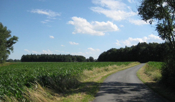 Münsterländische Maislandschaft