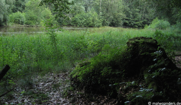 Naturschutzgebiet Tiergarten Wolbeck