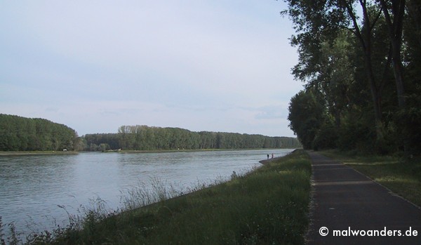 Rhein bei Germersheim