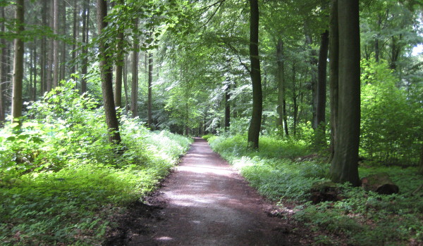 Waldweg in den Baumbergen